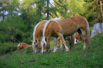 Obraz na płótnie Canvas Haflinger Pferde auf Weide
