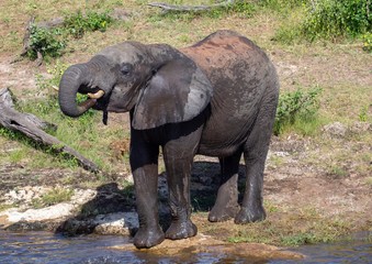 Elephant near the water of the chobe river in Botswana