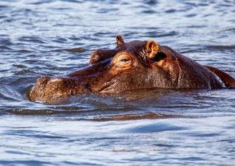 Fototapeta premium Swimming Hippopotamus in the river Chobe in Botswana