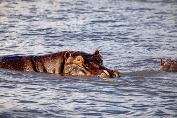 Fototapeta premium Swimming Hippopotamus in the river Chobe in Botswana