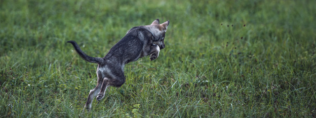 puppy playing in the grass