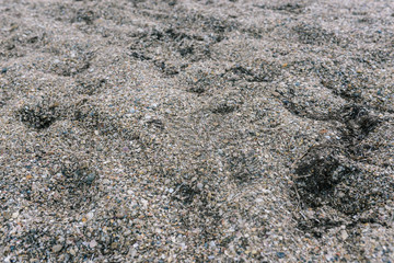 Sandy pebbles on the beach. The texture of sand and pebbles on the beach. Seashells