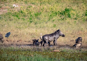Fototapeta na wymiar Warthog bathing in mud near the river Chobe in Botswana