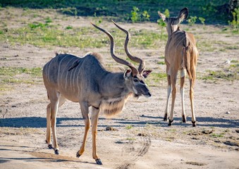 Obraz na płótnie Canvas Greater Kudu males at the river Chobe in Botswana