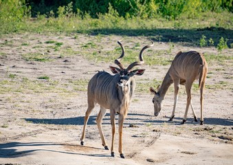 Greater Kudu males at the river Chobe in Botswana