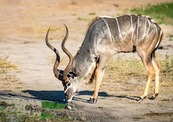 Greater Kudu male at the river Chobe in Botswana