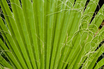 gorgeous big wavy striped green leaf palm tree