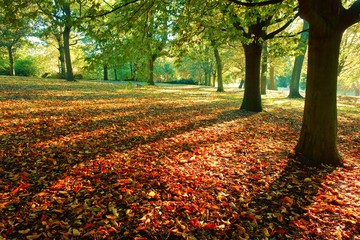 Autumn colour in the park.
