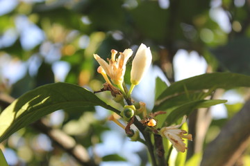 Obraz premium flower