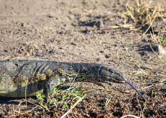 Lizard near the water of the chobe river in Botswana