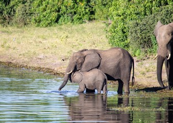 Elephants bathing and playing in the water of the chobe river in Botswana