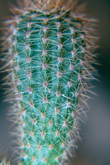 Green cactus with protruding needles