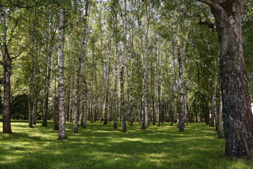 Moscow. Birch grove.
