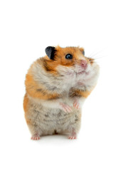 hamster standing on its hind legs