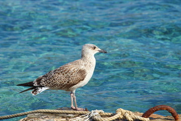 Sea gull on the coast, turquoise sea in background