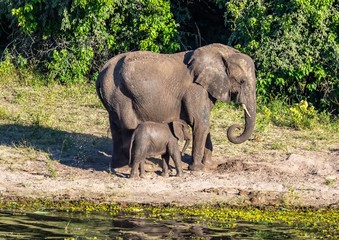 Fototapeta premium Elephants bathing and playing in the water of the chobe river in Botswana