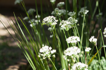 white flowers garden