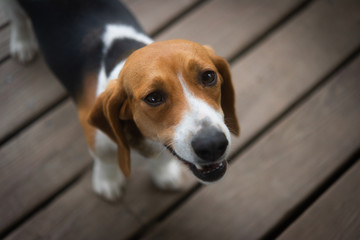 Cute dog standing on wooden floor