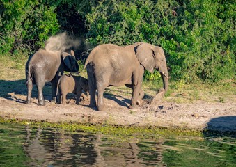 Fototapeta na wymiar Elephants bathing and playing in the water of the chobe river in Botswana