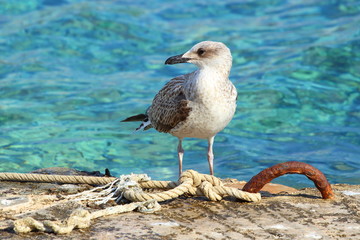 Sea gull on the coast, turquoise sea in background