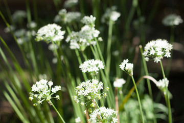 white flowers garden