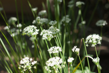 white flowers garden