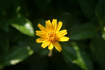 yellow flower