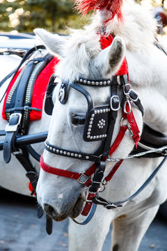 white horse participates in parade