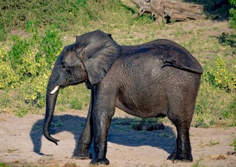 Fototapeta premium Elephants bathing and playing in the water of the chobe river in Botswana