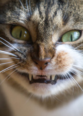 cat smiling portrait