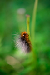 Caterpillar Climbing Plant 2