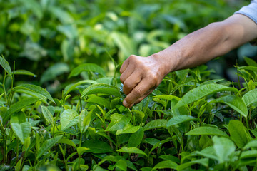 The gardener is picking up young tea leaves in the garden or farm in the morning of harvest day. 