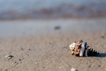 Sea Shell by the beach