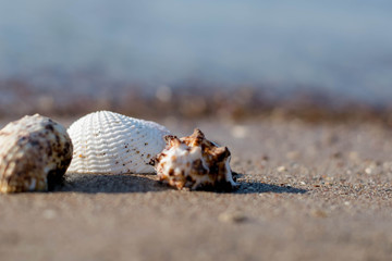 Sea Shell by the beach