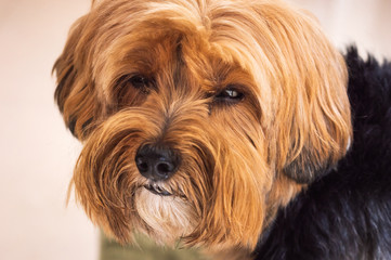 Naklejka na ściany i meble Head closeup of an Yorkshire Terrier