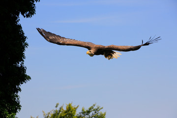 Seeadler (Haliaeetus albicilla) im Flug