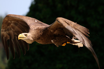 Seeadler (Haliaeetus albicilla) im Flug