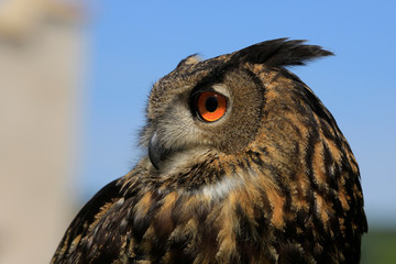  Uhu (Bubo bubo) Portrait