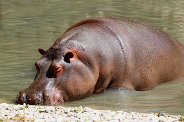  Flusspferd (Hippopotamus amphibius) im Wasser