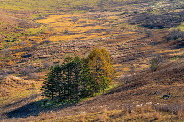 霧ヶ峰　秋の風景