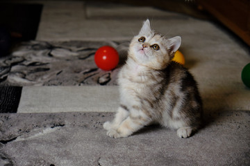 Fototapeta premium Scottish straight kitten looks up at home. Striped kitten with green eyes.
