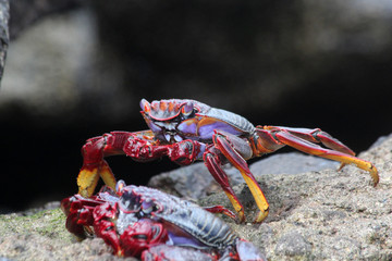 rote_Klippenkrabbe