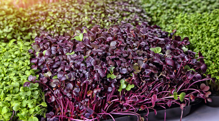 healthy microgreens sprouts background