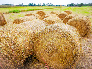 Bales of hay in the fields in summer time harvest is stunning 