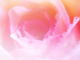 Soft focus of close up beautiful rose flower background. textures of pink rose petals for background.