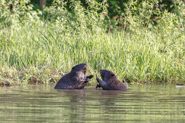 A beaver couple playing with each other in water near the shore. Russia, Moscow parks. © Telly