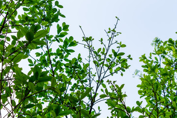 Background of nature