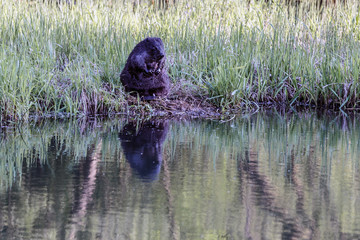 A beaver standing on the shore and looking down into the water. Russia, Moscow parks.