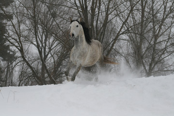 Fototapeta na wymiar arab horse on a snow slope (hill) in winter. In the background are trees (forest)