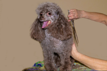 trimming of wool and combing of a poodle